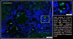 CEACAM8/CD66b Antibody (G10F5), Novus Biologicals 0.1mg; Unlabeled:Antibodies,